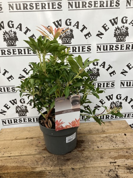 Pieris Forest Flame (Dwarf)