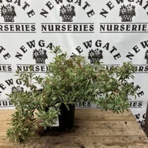 Pieris Little Heath C2