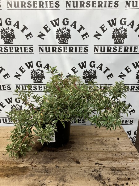 Pieris Little Heath C2