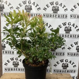 Pieris Forest Flame C5