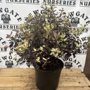 Pittosporum ten Tom Thumb C3