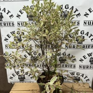 Pittosporum ten. Elizabeth C3