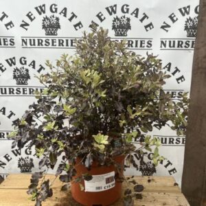 Pittosporum ten.Tom Thumb c3