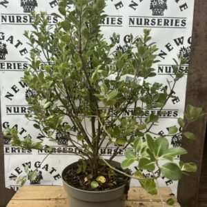 Pittosporum ten. Stephens Island c5