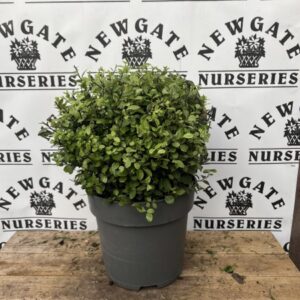 Pittosporum Golf Ball c5 45cm