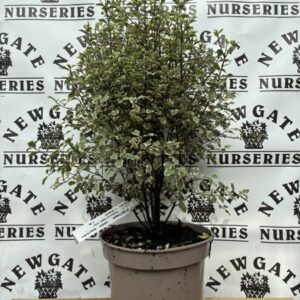 Pittosporum ten. Elizabeth 5Ltr