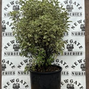 Pittosporum Ten. Varigatum c10
