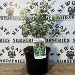 Pittosporum Ten.c3 Irene Pattison