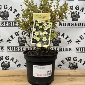 Potentilla fruticosa Lime Light