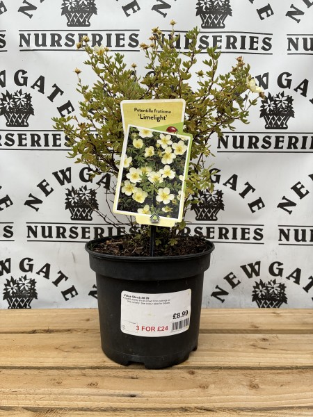 Potentilla fruticosa Lime Light