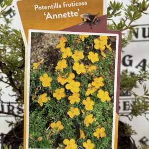 Potentilla fruticosa Annette