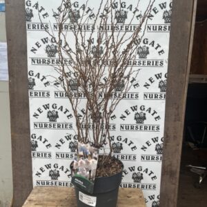 Prunus incisa Kojou-no-mai 10L