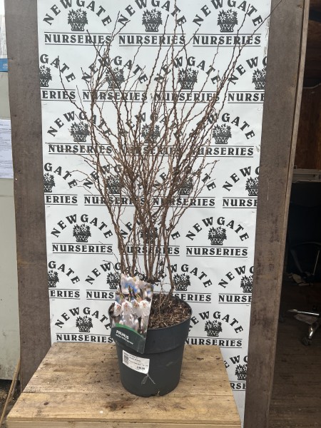 Prunus incisa Kojou-no-mai 10L