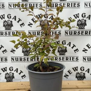 PRUNUS KOJO NO MAI