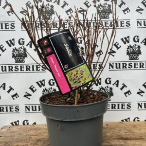 Salix Mount Aso c5