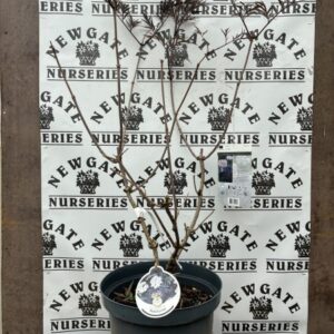 Sambucus Black Lace C10