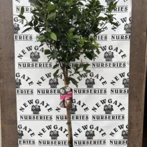 Viburnum Tinus Stem 60cm C5