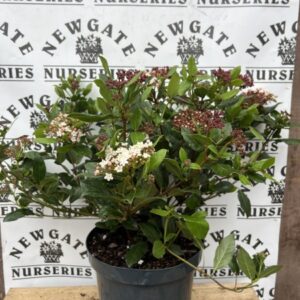 Viburnum Tinus Gwenllian C7.5