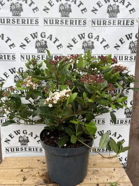 Viburnum Tinus Gwenllian C7.5