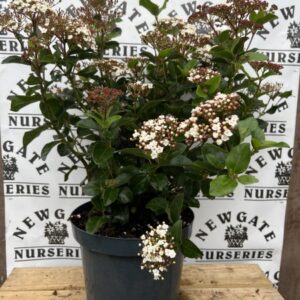 Viburnum Tinus Lisa Rose C7.5