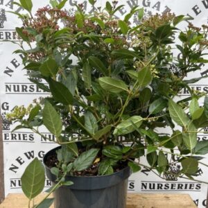 Viburnum Tinus Spirit C7.5