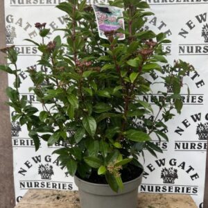 Viburnum Tinus Spirit C10