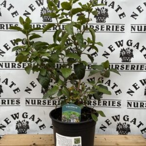 Viburnum Lisarose C3