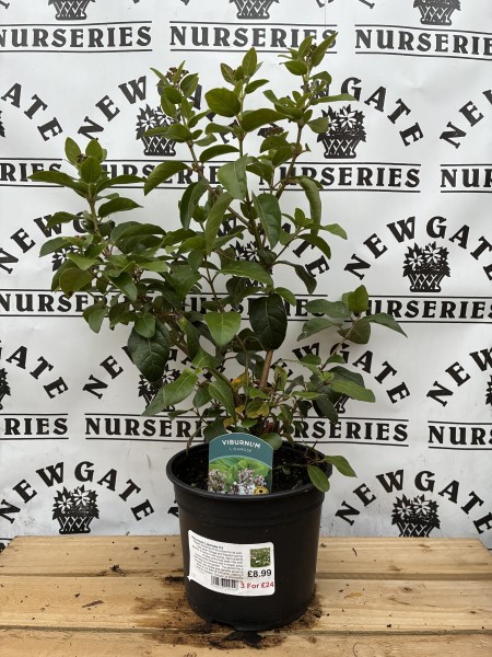 Viburnum Lisarose C3