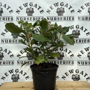 Viburnum Davidii C3