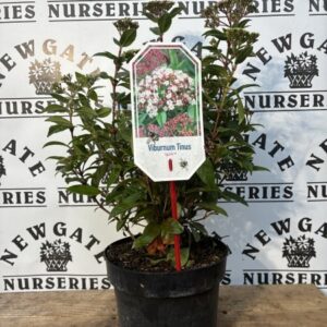 Viburnum tinus Spirit c3