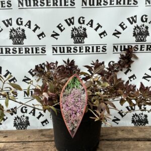 Weigelia Monet
