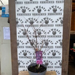 Acer palmatum Pink Passion 60-80cm