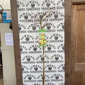 Acer palm Little Princess 100/125 cms c10 Std