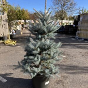 Picea Pungens 'Edith'