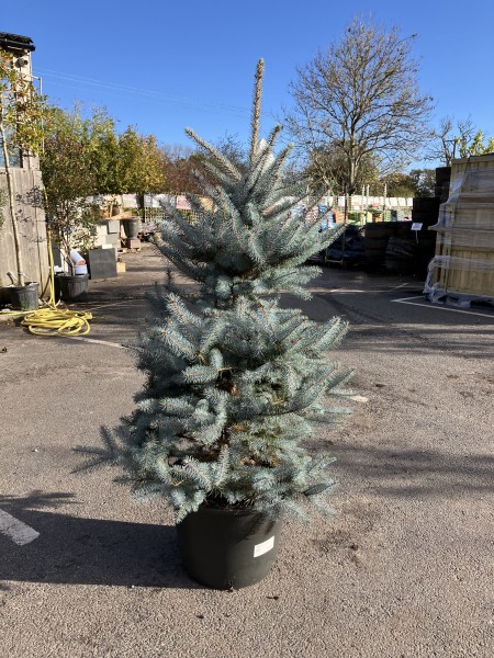 Picea Pungens 'Edith'