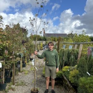 Eucryphia 'Rostrevor' 12 LTR