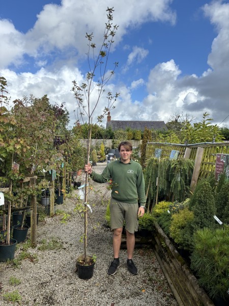 Eucryphia 'Rostrevor' 12 LTR
