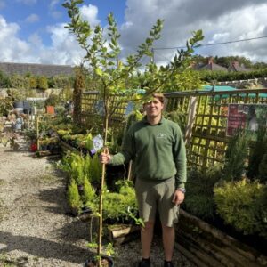 Ceanothus 'Trewithen Blue' 12 LTR