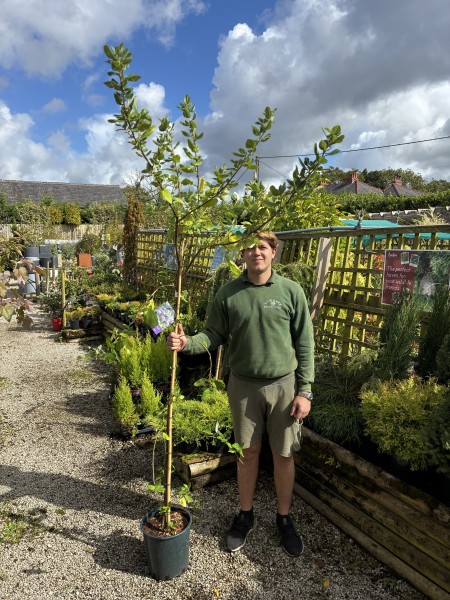 Ceanothus 'Trewithen Blue' 12 LTR