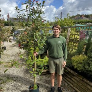 Photinia Fraseri 'Red Robin' 12 LTR
