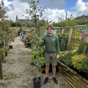 Quercus Ilex 12 LTR