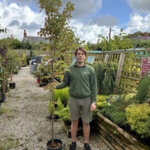 Acer Rubrum 'Bruiantissimum' 12 LTR