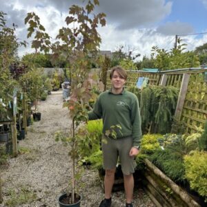 Acer Rubrum 'October Glory' 12 LTR