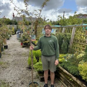 Cotoneaster 'Cornubia' 12 LTR
