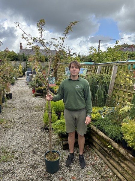 Cotoneaster 'Cornubia' 12 LTR