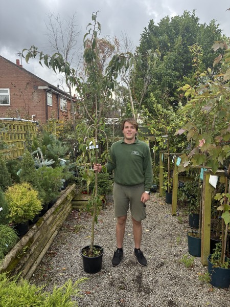 Prunus Shidare Yoshimo 12 LTR