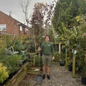 Prunus Spring Glow 12 LTR