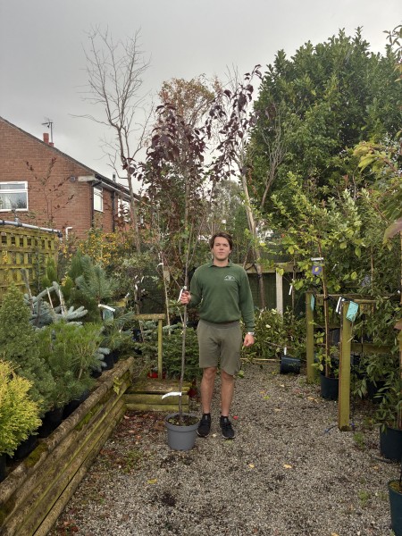 Prunus Spring Glow 12 LTR