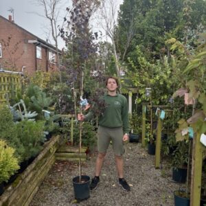 Betula Royal Frost 12 LTR