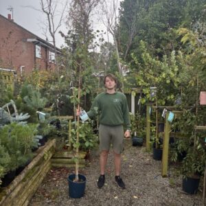 Betula Snow Queen 12 LTR